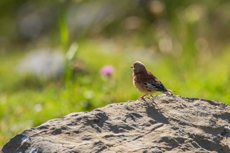Linotte mélodieuse mâle